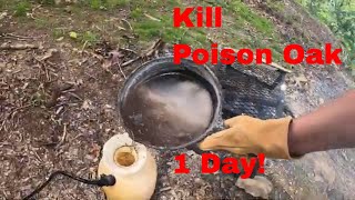 How to Kill Poison Oak in One Day No Chemicals for $3 How to Heal The Rash in One Week!