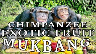 Chimpanzee Exotic Fruit Mukbang