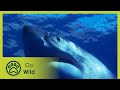 The Great White Sharks of Guadalupe - Adventure Ocean Quest 1/5 - Go Wild