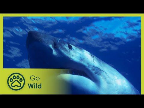 The Great White Sharks of Guadalupe - Adventure Ocean Quest 1/5 - Go Wild