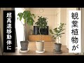 部屋の観葉植物を劇的に動かしやすくする方法【そうじが超ラクになる】