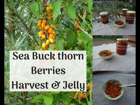 Video: How To Make Sea Buckthorn Jam