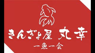 第87弾　国産ヤンバオ・出目金ST入荷情報‼