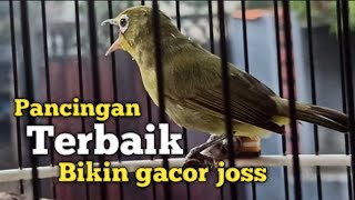 SUARA KECIAL KUNING GACOR JOSS CEPAT RAPAT | PANCINGAN TERBAIK BIKIN GACOR NGEJOS