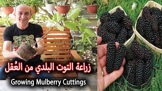 زراعة التوت | التكي من العُقل Planting Mulberry from Cuttings