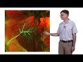 Michael Dickinson (CalTech) 2: How Flies Fly: Power