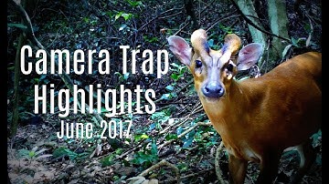 Camera Trap Highlights || Episode 2