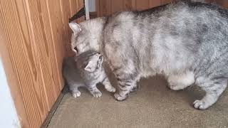 Daddy cat misses his kitten and won’t let him go