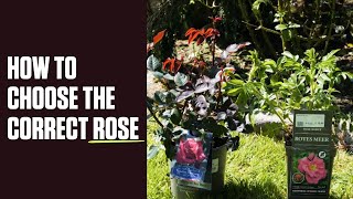 How to Choose the Correct Rose