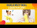 💩 ¿Las HECES De Tu Perro HUELEN Muy MAL? 👉 Causas