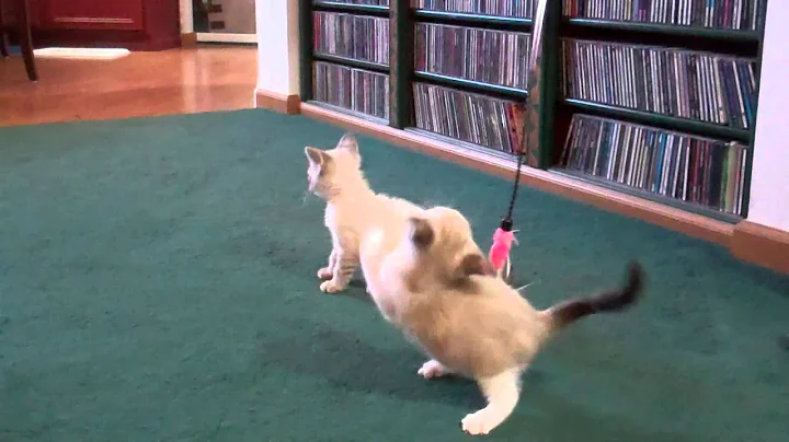 Watch the video about ADOPTED! Perignon Bi-Color Ragdoll