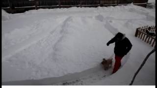 Awesome Dog Snow Maze Blizzard Juno 2015 Boston, Ma