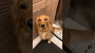 That beautiful stare #dogs #dogshorts #goldenretriever #golden #shortsvideo #puppy #doglover #dog