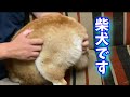 【柴犬】を甘やかしたら、こうなりました！shiba inu