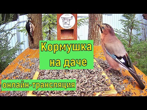 #онлайн  #кормушка_для_птиц #дача ноябрь 2023 года. #online_feeder, #Russia, #Kaluga