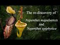 The re-discovery of Nepenthes mapuluensis and Nepenthes epiphytica