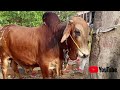 Qurbani jawar wacha he wacha bull h bull heavy wait. Cow&amp;bull cattle farm visit my Chanel03160688538