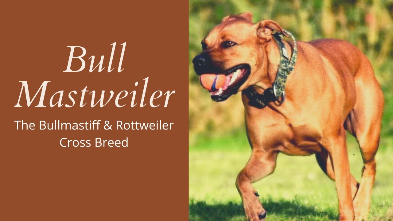 Mastweiler | The & Rottweiler Breed -