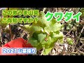 この山菜！？あなたなら何と呼びますか？