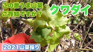 この山菜！？あなたなら何と呼びますか？