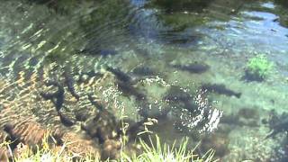 6 New Zealand 2008 - Turangi - Trout Center