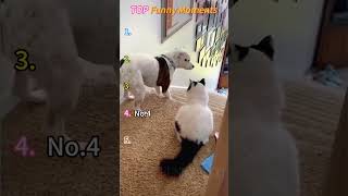 I dare you not to LAUGH at these FUNNY DOGS 😁🦮 - #funny #funnydog #dog #cat #funnycats #funnyvideos