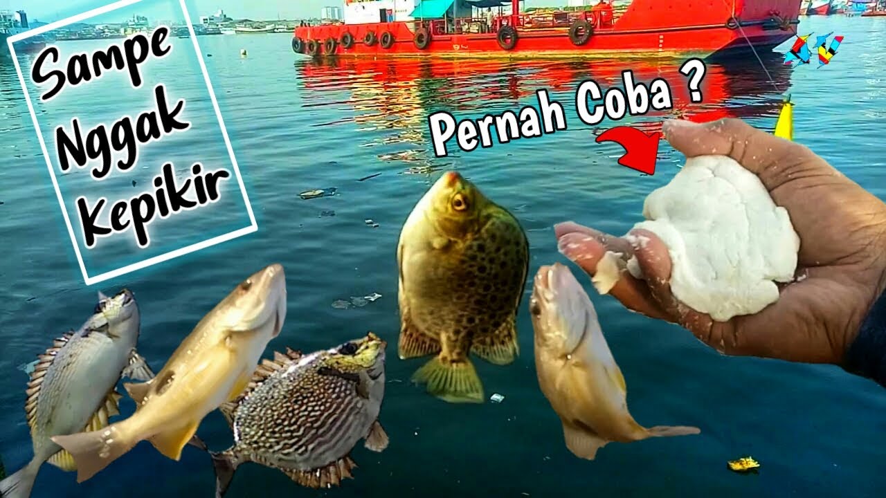 Umpan jitu untuk semua ikan - Belanak, baronang & ikan kiper Langsung test 100% Ampuh !!