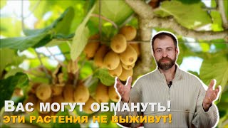 Не выбрасывайте деньги на ветер. Экзотические растения в саду.