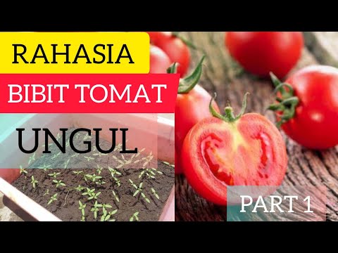 Video: Cara Memilih Tomato Di Pasaran