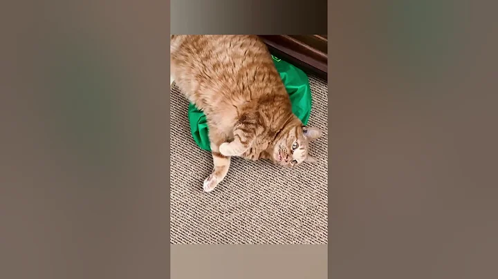 In memory of my beautiful and loving orange cat  m...