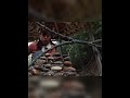 🏡 Building a Stunning Wooden Log Cabin Alone from Start to Finish | Full Timelapse Journey 🔨🌲