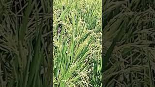 Фото Rice Fields So Relaxing #trending #viral #shortsvideo #viralvideos #nature #eyes