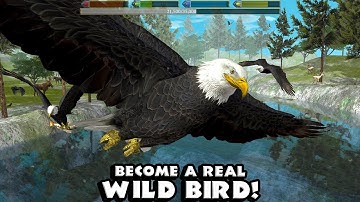 Ultimate Bird Simulator (by Gluten Free Games) Android Gameplay [HD]