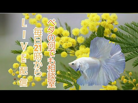 水槽にフィルター付けてます！45％【ベタの何でも相談室】 20200222