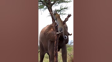 "Big Elephant Attacks Cheetah on Tree – Real Unseen Jungle Video#elephant attack