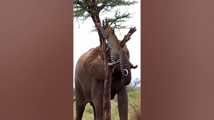 "Big Elephant Attacks Cheetah on Tree – Real Unseen Jungle Video#elephant attack