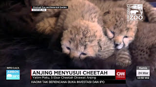 Anjing Menyusui Cheetah