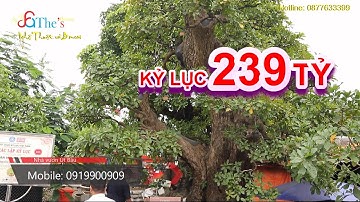 Xác lập kỷ lục cây Me và cây Lộc Vừng có giá trị 239 tỷ nhà vườn Út Bầu chốt cho Đại Gia Tấn Thắng