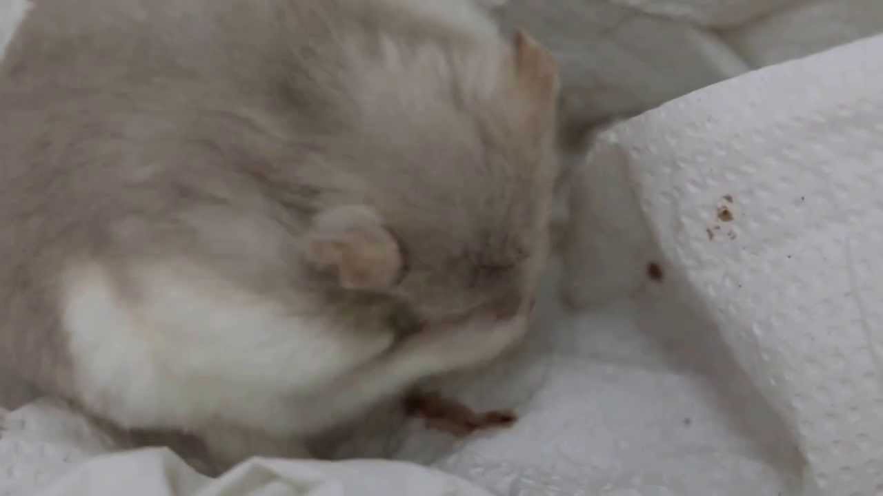 The old hamster passes a lot of blood 5/6 YouTube