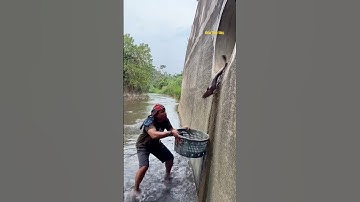 Cá Lớn - cá Trê Khủng rơi khỏi cống cạn 😱 #khacthuyvlogg