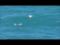 Spitting and leaping Sunfish ,StAgnes ,Cornwall