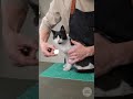 Coin Pet Collar - Creative DIY or Strange Idea?