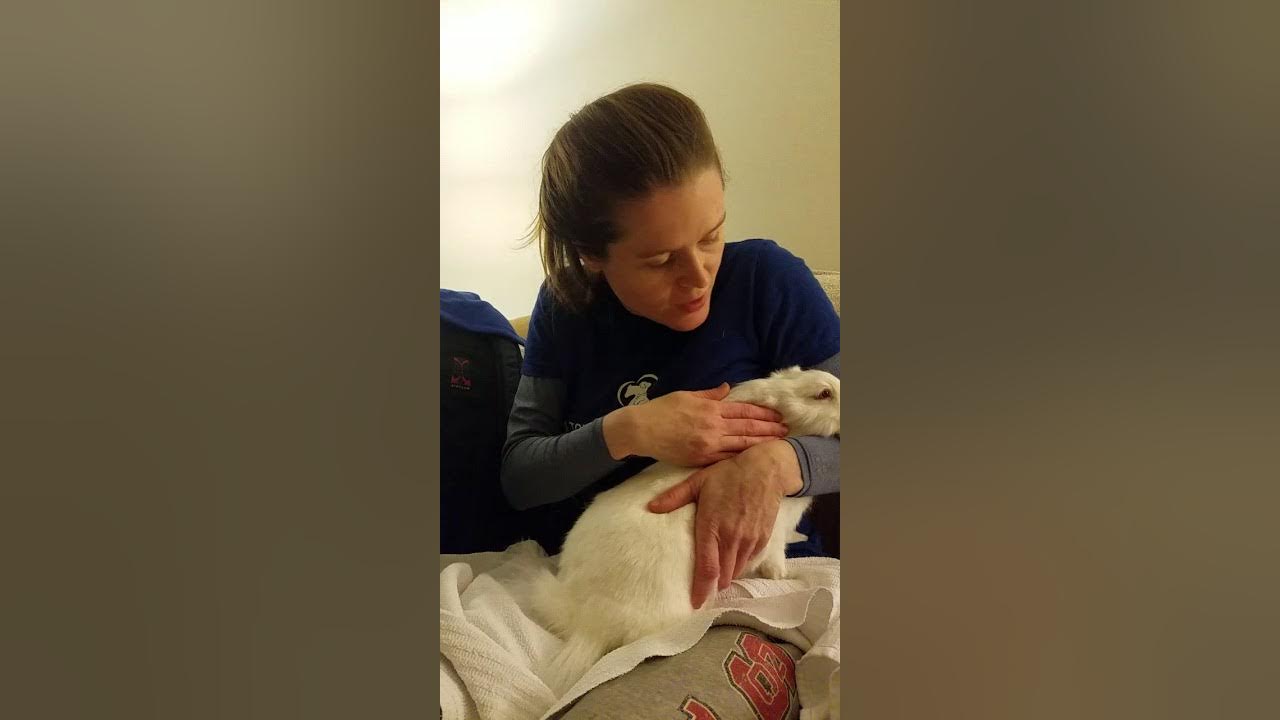 Rabbit in Stasis GI Massage YouTube