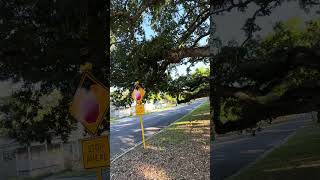 The Giant - Celestial Oak - Registered In Gulfport