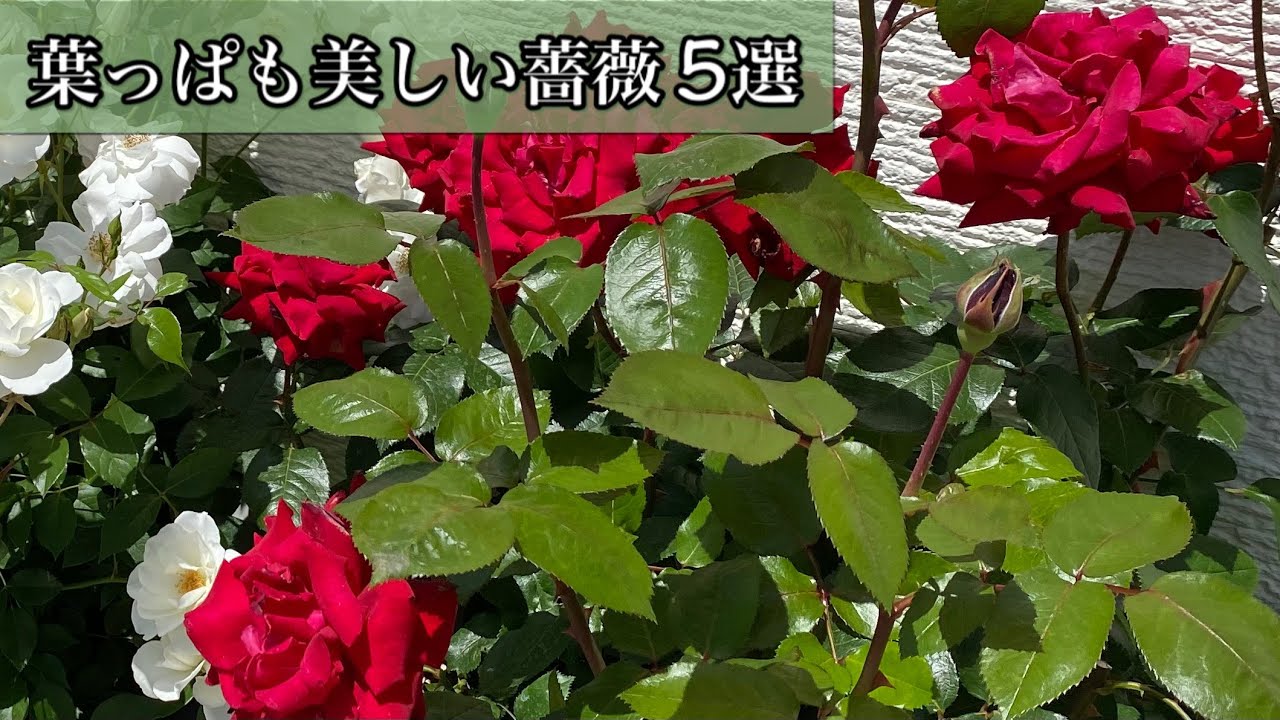 葉っぱも美しい 薔薇5選 照り葉で綺麗です Short Short Youtube