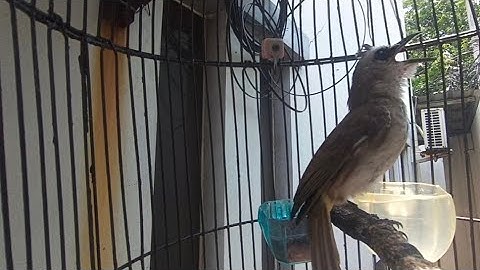 trucukan gacor TARUNG ROPEL PANJANG full pancingan agar bunyi jadikan burung trucuk gacor EMOSI