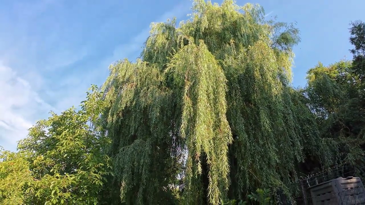 Main-Wanderweg von Miltenberg Nord nach Großheubach 20.07.2025