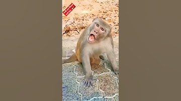 Funny Monkey viral video..🤣🤣🤣  #funny #comedy #trending #viral #shorts