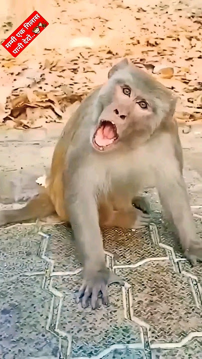 Funny Monkey viral video..🤣🤣🤣  #funny #comedy #trending #viral #shorts