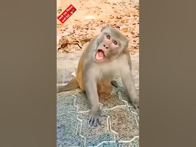 Funny Monkey viral video..🤣🤣🤣  #funny #comedy #trending #viral #shorts